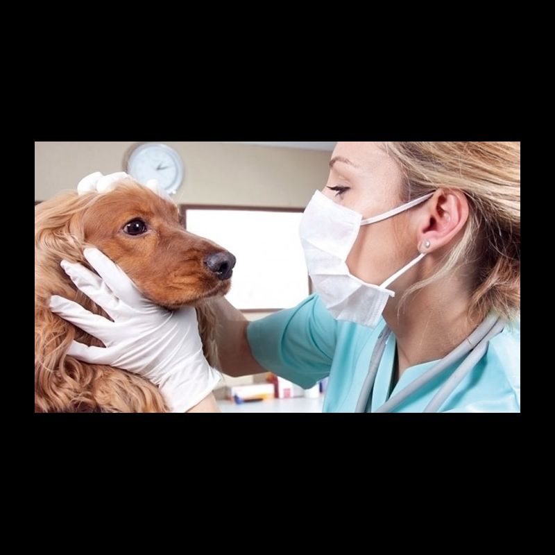 Auxiliar de Veterinária e Pet Shop